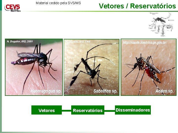 Material cedido pela SVS/MS Vetores / Reservatórios Disseminadores 