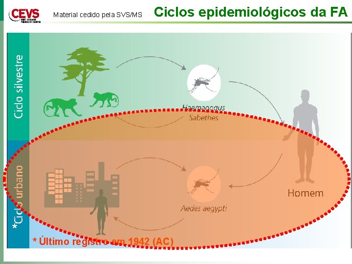 Material cedido pela SVS/MS * Ciclos epidemiológicos da FA * Último registro em 1942