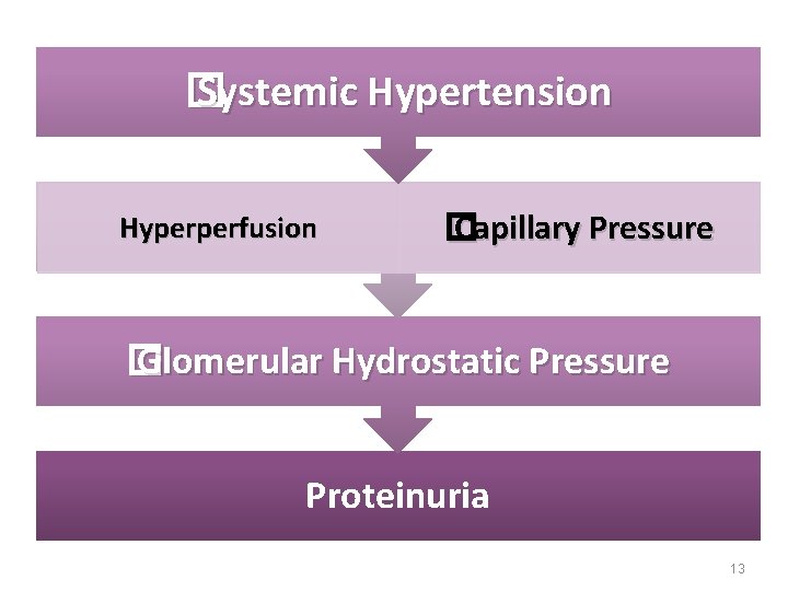 � Systemic Hypertension Hyperperfusion � Capillary Pressure � Glomerular Hydrostatic Pressure Proteinuria 13 