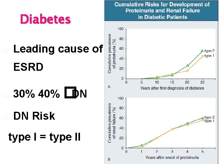 Diabetes q Leading cause of ESRD q 30% 40% � DN q DN Risk