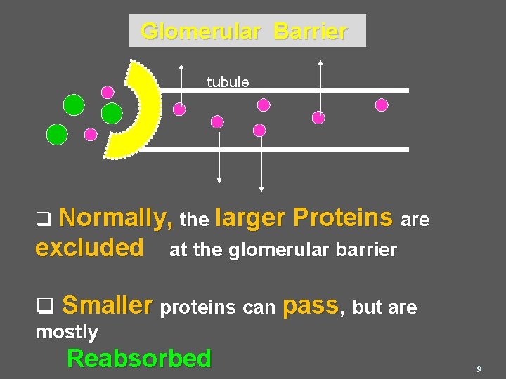  Glomerular Barrier tubule q Normally, the larger Proteins are excluded at the glomerular