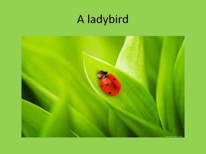 A ladybird A ladybird