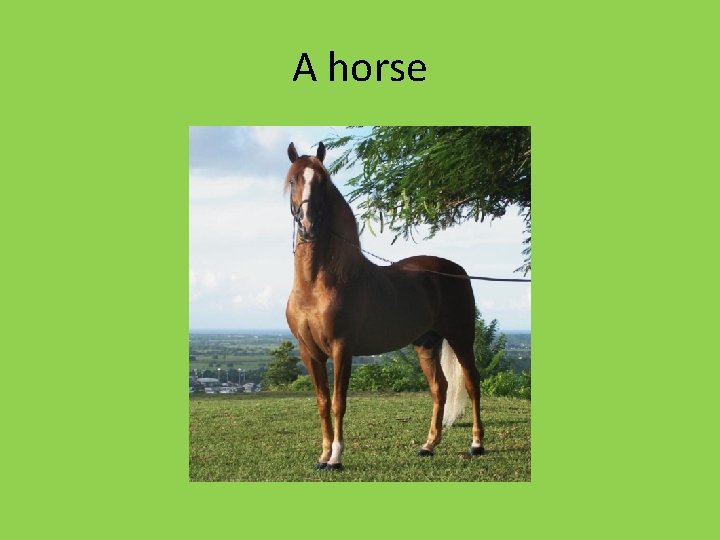 A horse 