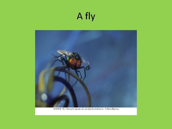 A fly A fly