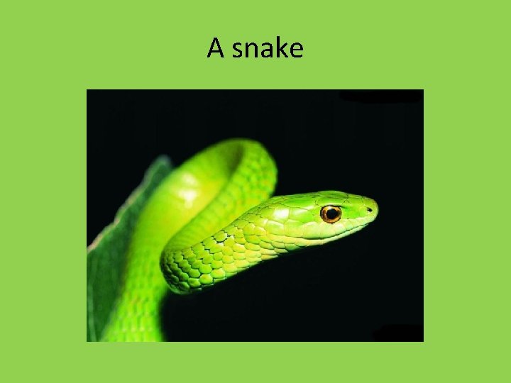 A snake 