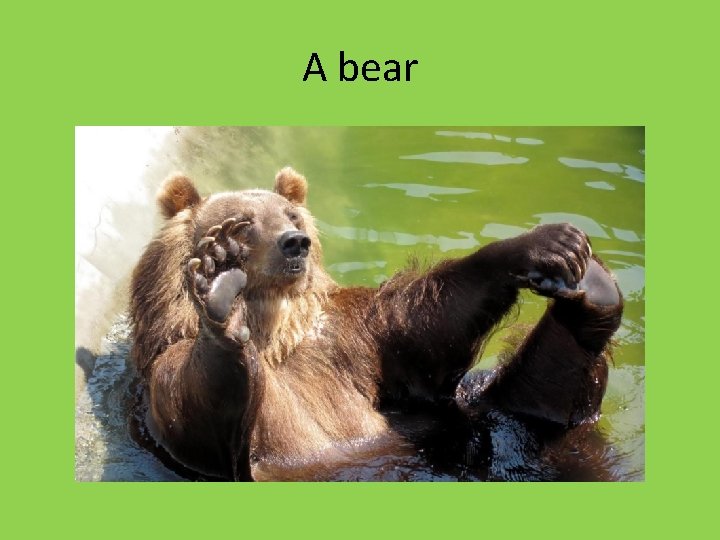 A bear A bear