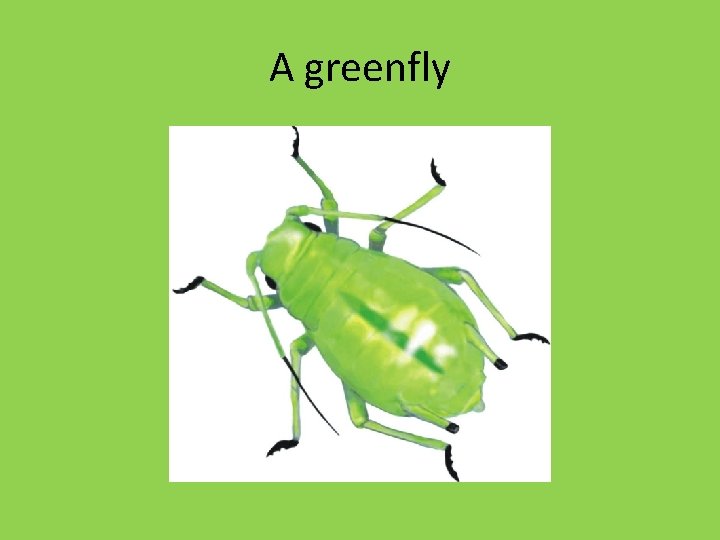 A greenfly A greenfly