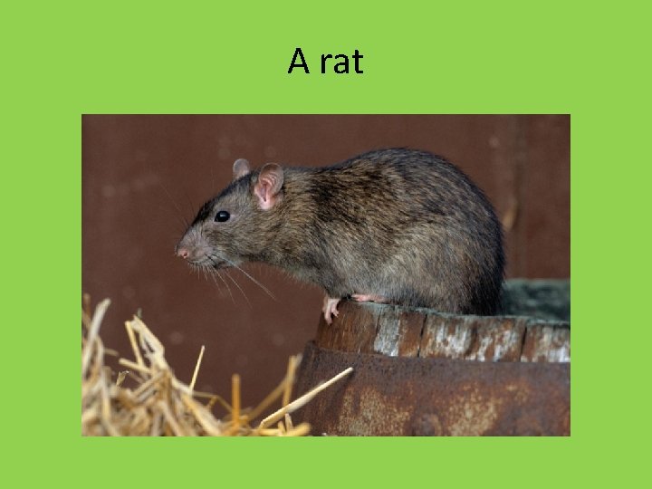 A rat 