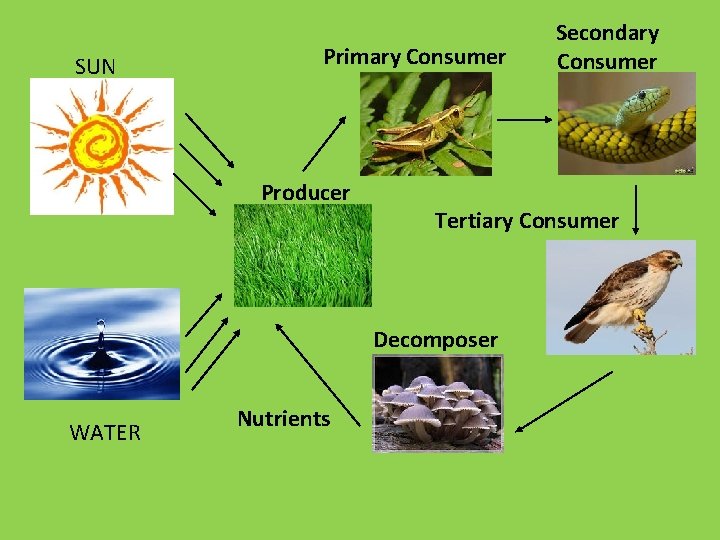 SUN Primary Consumer Producer Tertiary Consumer Decomposer WATER Nutrients Secondary Consumer SUN Primary Consumer Producer Tertiary Consumer Decomposer WATER Nutrients Secondary Consumer