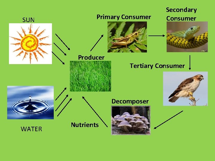 SUN Primary Consumer Producer Tertiary Consumer Decomposer WATER Nutrients Secondary Consumer 