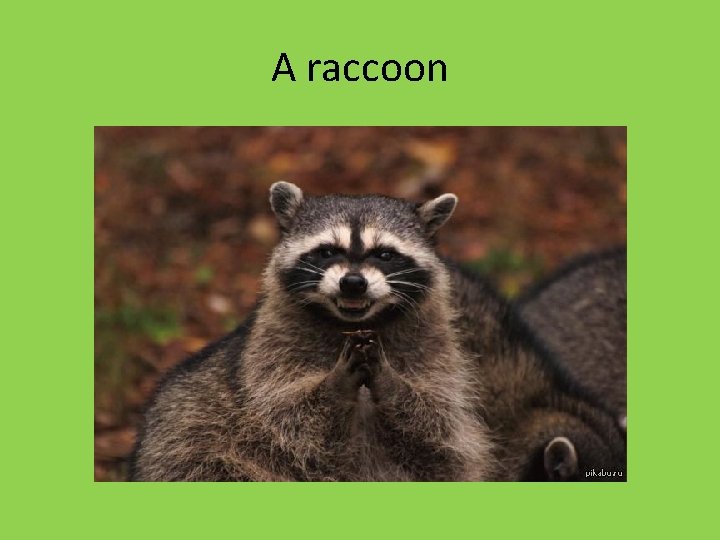 A raccoon 