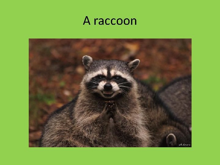A raccoon A raccoon