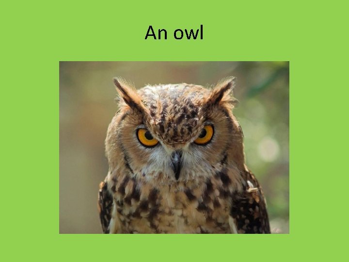 An owl An owl