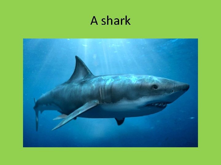 A shark A shark
