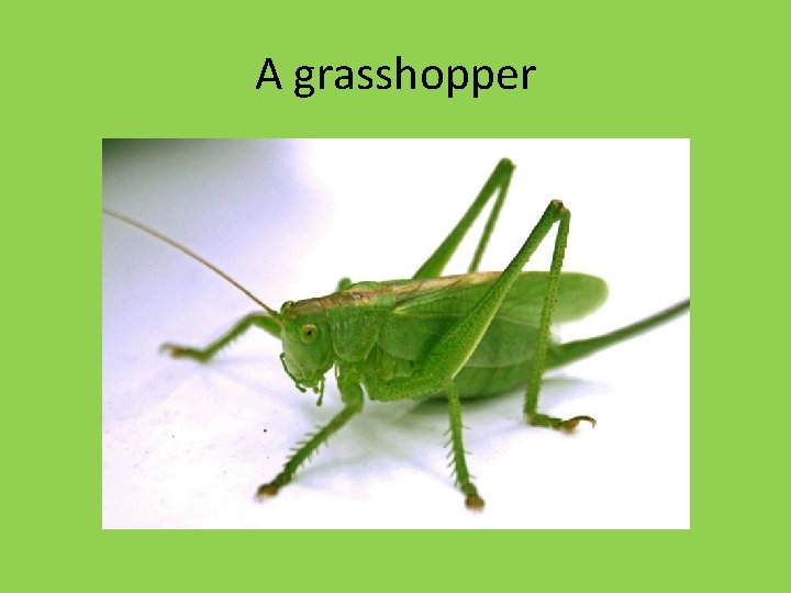 A grasshopper 