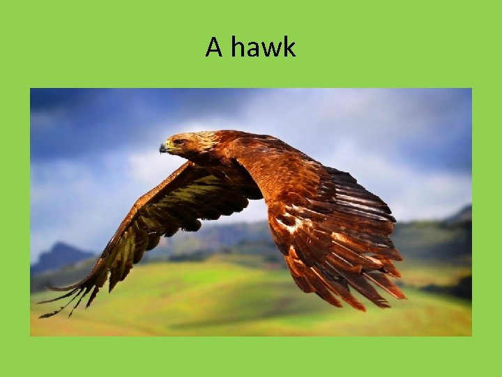A hawk A hawk