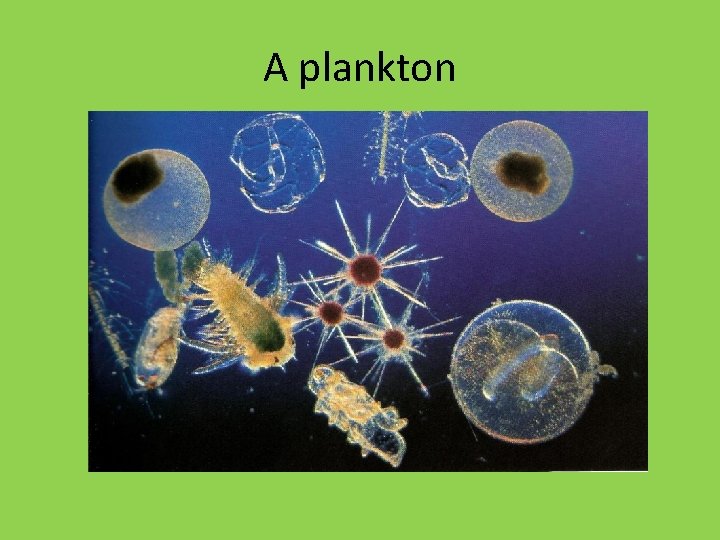 A plankton A plankton