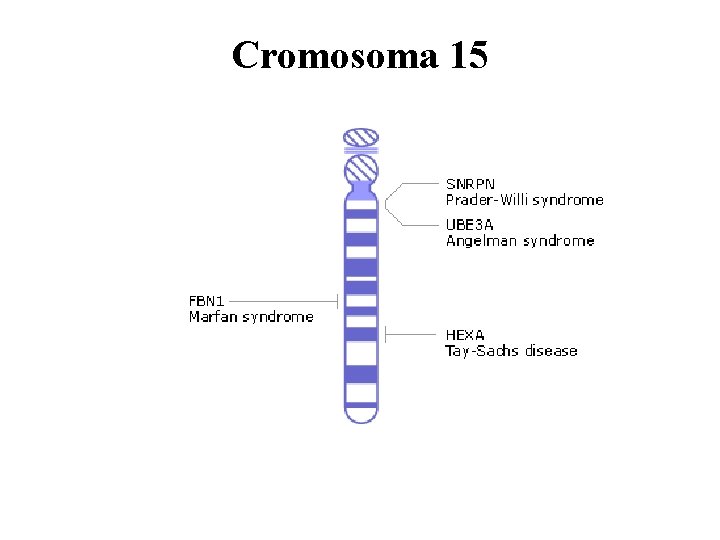 Cromosoma 15 