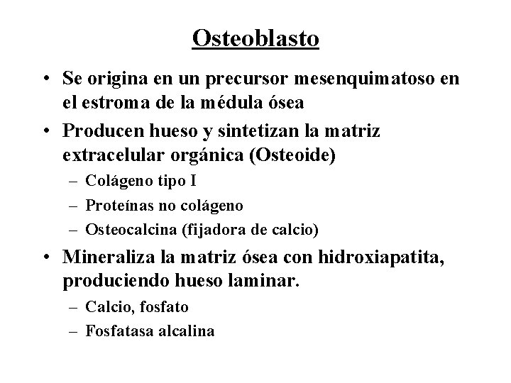 Osteoblasto • Se origina en un precursor mesenquimatoso en el estroma de la médula