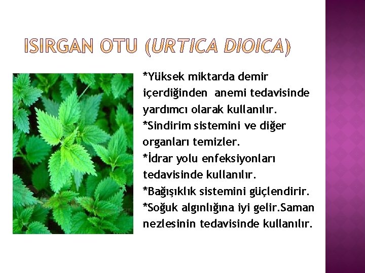 *Yüksek miktarda demir içerdiğinden anemi tedavisinde yardımcı olarak kullanılır. *Sindirim sistemini ve diğer organları