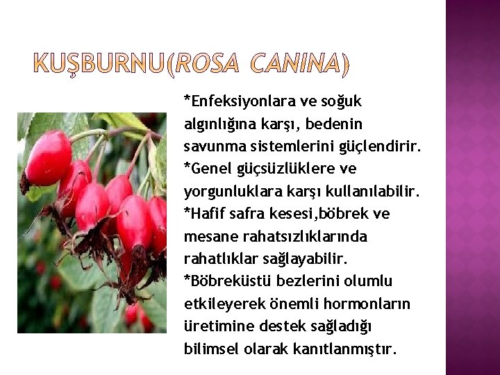 *Enfeksiyonlara ve soğuk algınlığına karşı, bedenin savunma sistemlerini güçlendirir. *Genel güçsüzlüklere ve yorgunluklara karşı