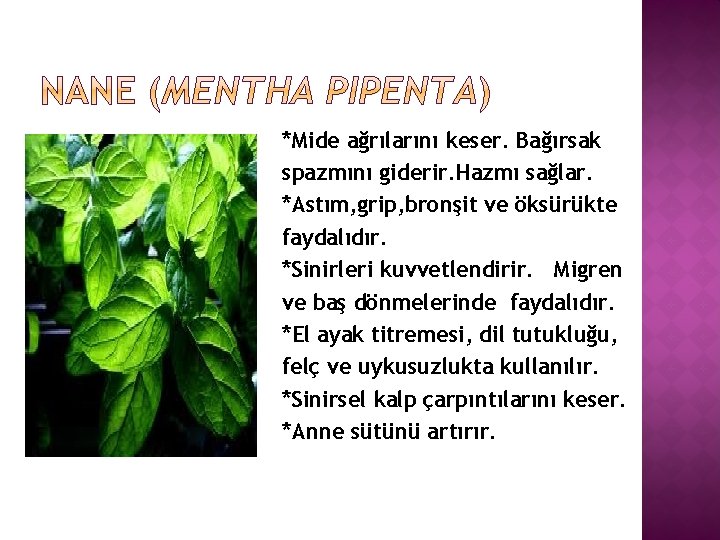 *Mide ağrılarını keser. Bağırsak spazmını giderir. Hazmı sağlar. *Astım, grip, bronşit ve öksürükte faydalıdır.
