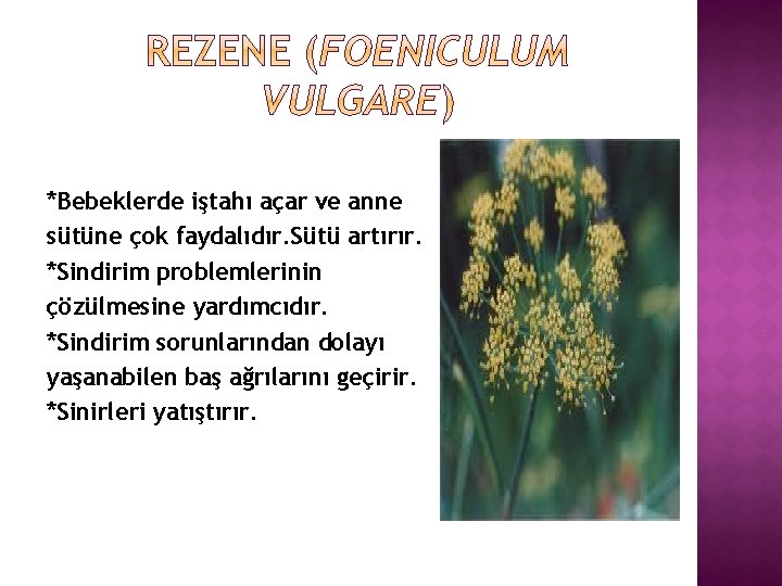 *Bebeklerde iştahı açar ve anne sütüne çok faydalıdır. Sütü artırır. *Sindirim problemlerinin çözülmesine yardımcıdır.