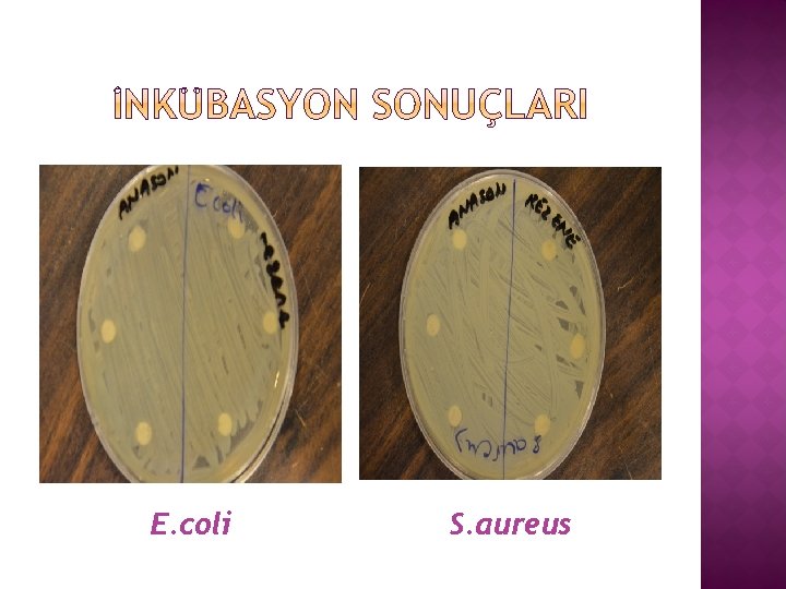 E. coli S. aureus 