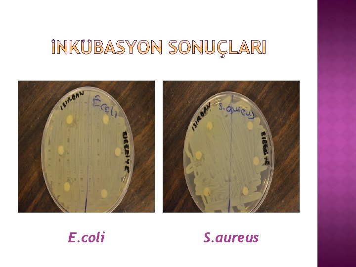 E. coli S. aureus 