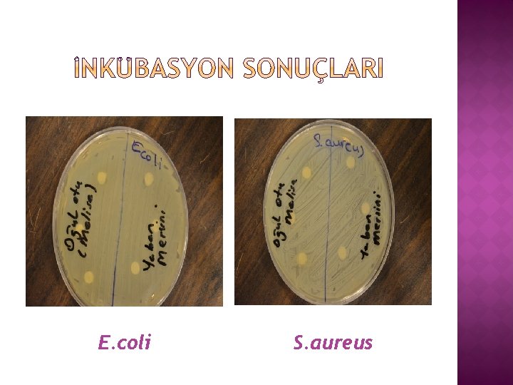 E. coli S. aureus 