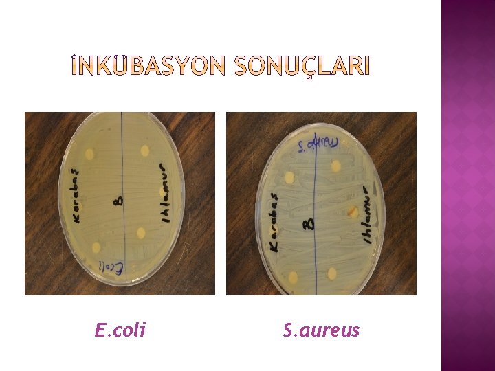 E. coli S. aureus 