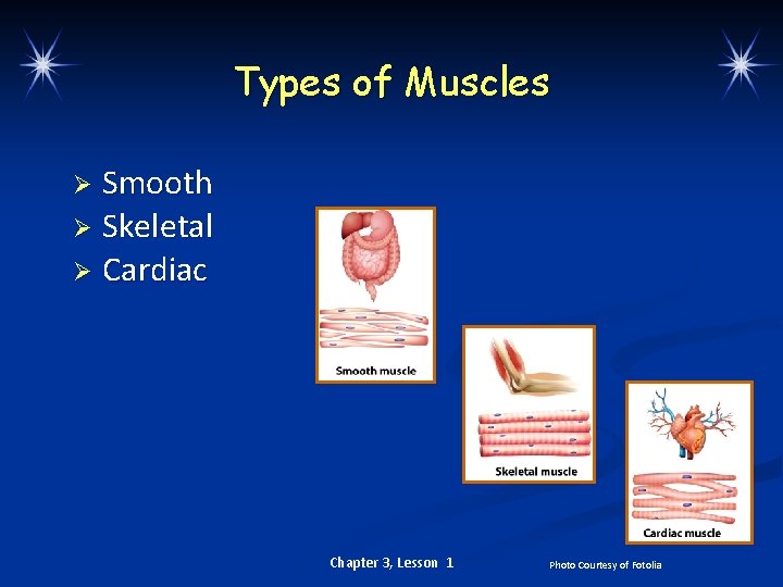 Types of Muscles Smooth Ø Skeletal Ø Cardiac Ø Chapter 3, Lesson 1 Photo