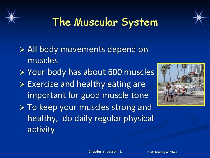 The Muscular System All body movements depend on muscles Ø Your body has about