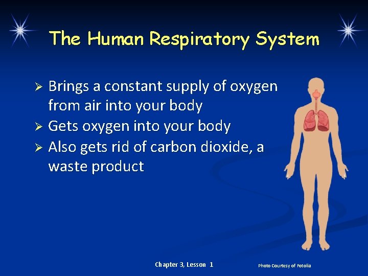 The Human Respiratory System Brings a constant supply of oxygen from air into your