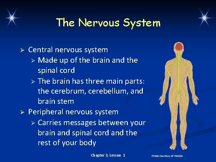 The Nervous System Ø Ø Central nervous system Ø Made up of the brain