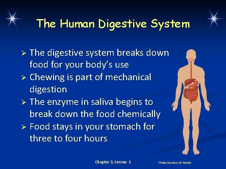 The Human Digestive System The digestive system breaks down food for your body’s use