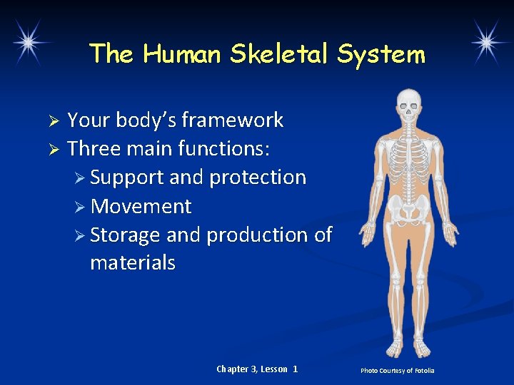 The Human Skeletal System Your body’s framework Ø Three main functions: Ø Support and