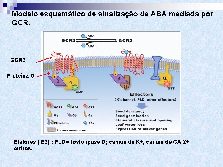 Modelo esquemático de sinalização de ABA mediada por GCR 2 Proteína G Efetores (