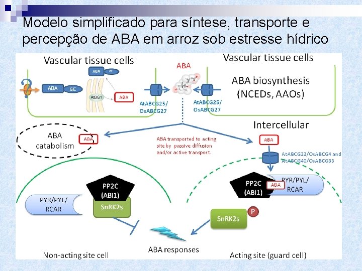 Modelo simplificado para síntese, transporte e percepção de ABA em arroz sob estresse hídrico