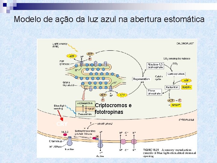 Modelo de ação da luz azul na abertura estomática Criptocromos e fototropinas CRY 