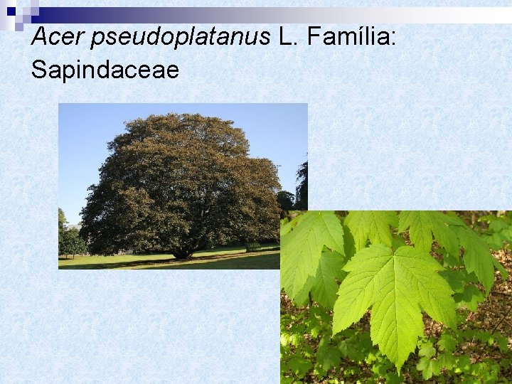 Acer pseudoplatanus L. Família: Sapindaceae 