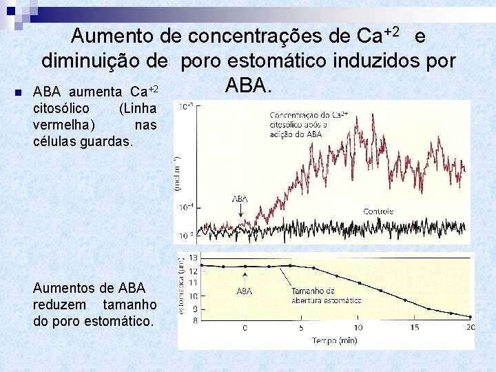 n Aumento de concentrações de Ca+2 e diminuição de poro estomático induzidos por ABA