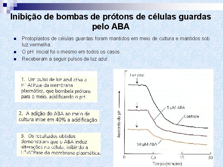 Inibição de bombas de prótons de células guardas pelo ABA n n n Protoplastos