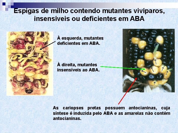 Espigas de milho contendo mutantes vivíparos, insensíveis ou deficientes em ABA À esquerda, mutantes