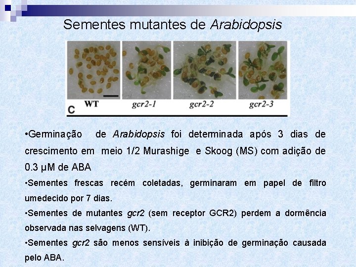 Sementes mutantes de Arabidopsis • Germinação de Arabidopsis foi determinada após 3 dias de