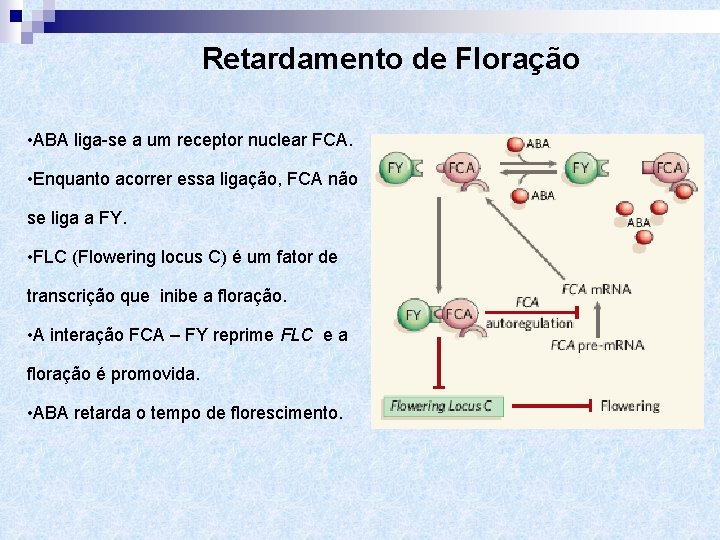 Retardamento de Floração • ABA liga-se a um receptor nuclear FCA. • Enquanto acorrer