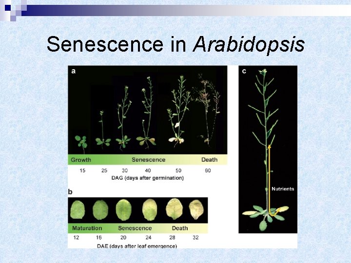 Senescence in Arabidopsis 