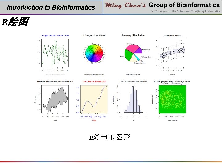 Introduction to Bioinformatics R绘图 R绘制的图形 