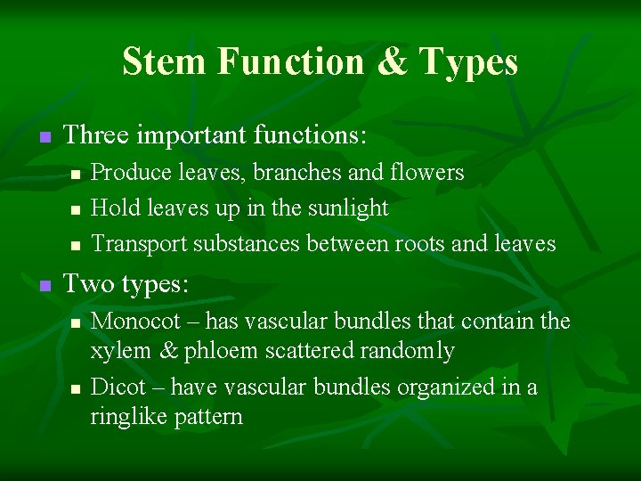 Stem Function & Types n Three important functions: n n Produce leaves, branches and