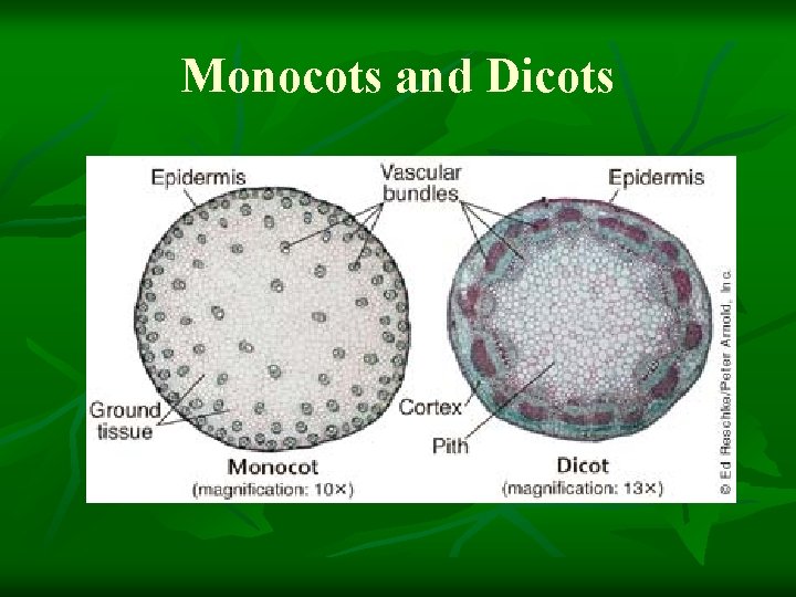 Monocots and Dicots 